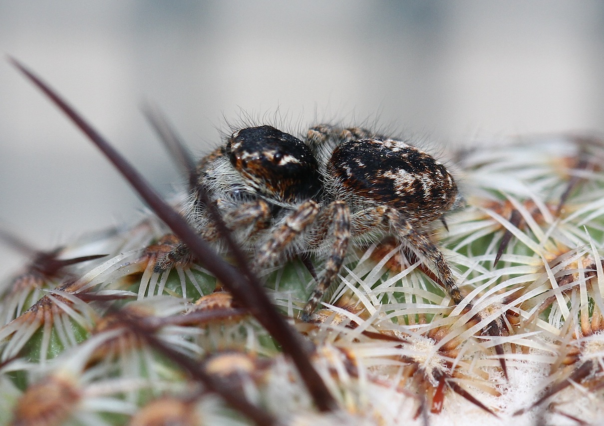 Philaeus chrysops - Roma (RM)